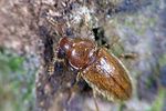 cryptophilus-propinquus-foto-weidlich
