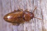 cryptophilus-propinquus2-foto-weidlich
