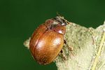 cynegetis-impunctata2-foto-weidlich