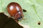 cynegetis-impunctata7-foto-koehler