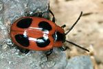 endomychus-coccineus-foto-bense