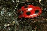 endomychus-coccineus-foto-polacek