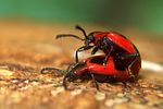 endomychus-coccineus-paar-foto-koehler