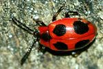 endomychus-coccineus2-foto-kirchen