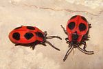 endomychus-coccineus2-foto-koehler