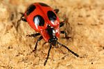 endomychus-coccineus3-foto-koehler
