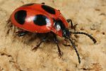 endomychus-coccineus4-foto-koehler