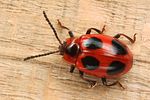 endomychus-coccineus5-foto-koehler