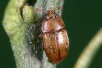 epuraea-melanocephala-foto-weidlich