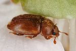 epuraea-melanocephala4-foto-altmann