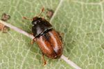 epuraea-melanocephala8-foto-altmann