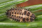 exochomus-quadripustulatus-larva-foto-altmann