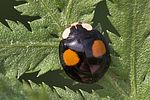harmonia-axyridis-foto-goebelberggold