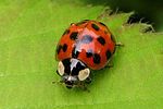 harmonia-axyridis-foto-wmueller