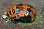 harmonia-axyridis-pupa-foto-weisenboehler