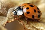 harmonia-axyridis2-foto-gebel