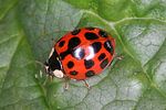 harmonia-axyridis2-foto-reder