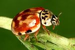 harmonia-quadripunctata-foto-dvorak