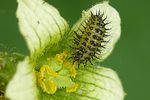 henosepilachna-argus-larva-foto-auer