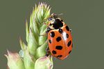 hippodamia-tredecimpunctata-foto-weidlich