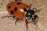 hippodamia-variegata3-foto-keresztes