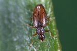 melanophthalma-transversalis2-foto-weidlich