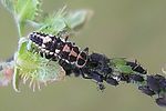 oenopia-conglobata-l4larva2-foto-kruithof