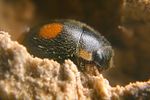 platynaspis-luteorubra-female-foto-bogaert