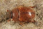 pocadius-ferrugineus-foto-altmann
