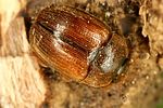 pocadius-ferrugineus-foto-dvorak