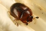 pocadius-ferrugineus3-foto-koehler