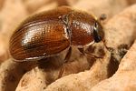 pocadius-ferrugineus6-foto-koehler