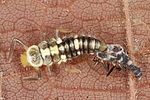 propylea-quatuordecimpunctata-larva-l1l2-foto-altmann