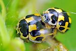 propylea-quatuordecimpunctata-paar-foto-fgrose
