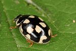 propylea-quatuordecimpunctata4-foto-altmann