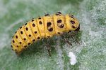 psyllobora-vigintiduopunctata-larva-foto-hamm
