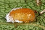 scymnus-frontalis-pupa-foto-altmann