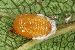 scymnus-frontalis-pupa2-foto-altmann