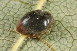 scymnus-haemorrhoidalis2-foto-altmann