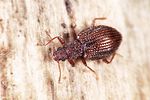 stephostethus-angusticollis2-foto-weidlich