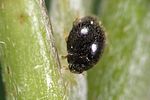 stethorus-pusillus-foto-weidlich