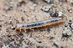 uleiota-planatus-larva2-foto-roessler