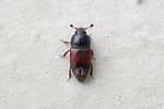 urophorus-rubripennis2-foto-keresztes