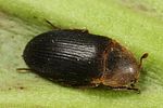 dermestes-bicolor-foto-altmann