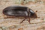 dermestes-bicolor-foto-koehler