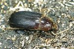 dermestes-bicolor-foto-weidlich