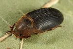 dermestes-bicolor2-foto-altmann