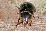 dermestes-bicolor2-foto-koehler