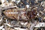 dermestes-bicolor2-foto-weidlich