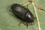 dermestes-bicolor3-foto-altmann